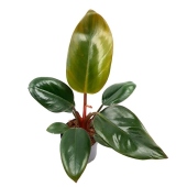 Philodendron Congo 1 szt.